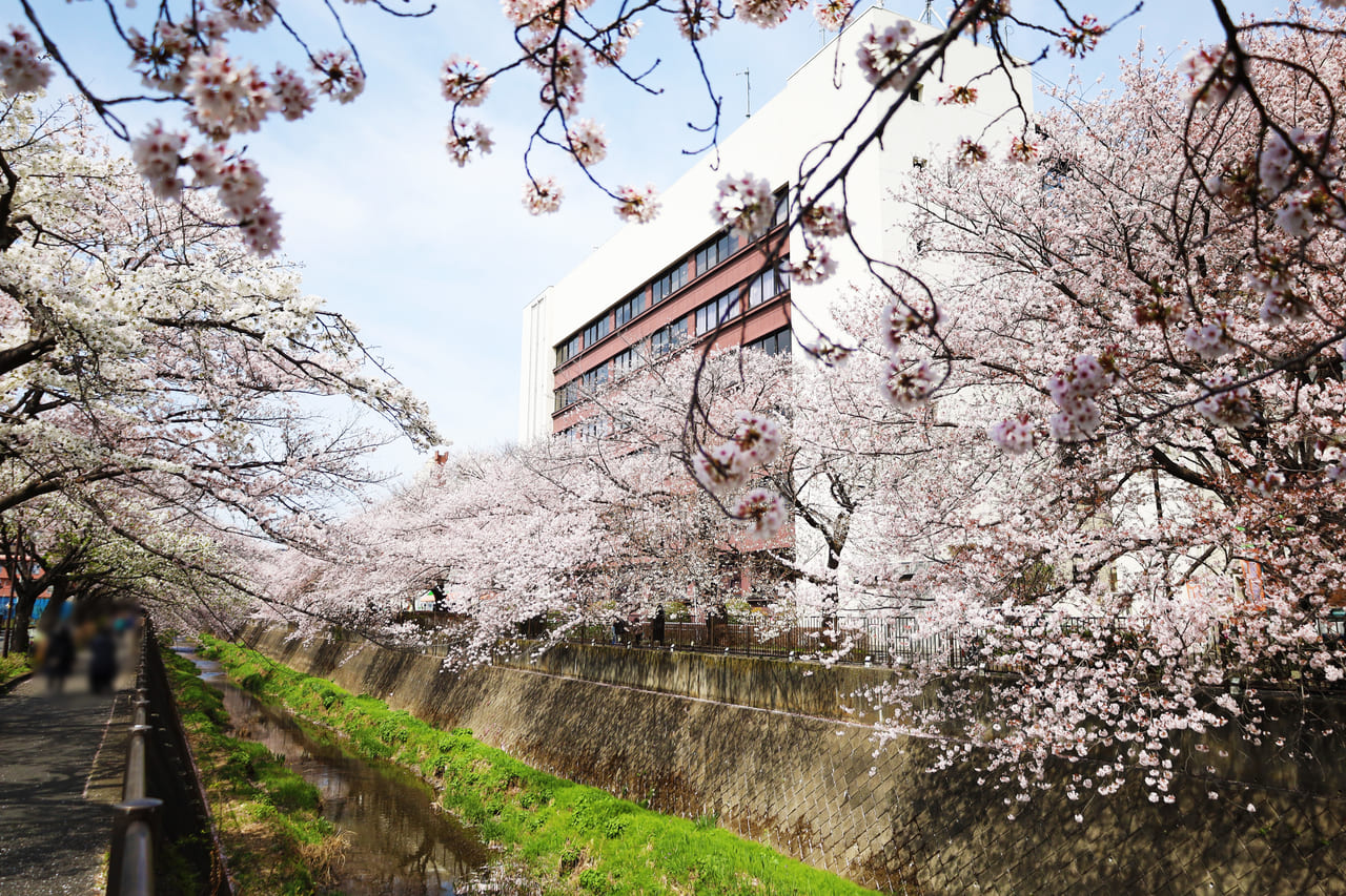 今年は桜だけじゃない！観光シンボル３カ所をピンクライトアップする「三沢川さくら回廊」いよいよ3/20から！三沢川 桜・梨の花まつりは4/1~2に開催
