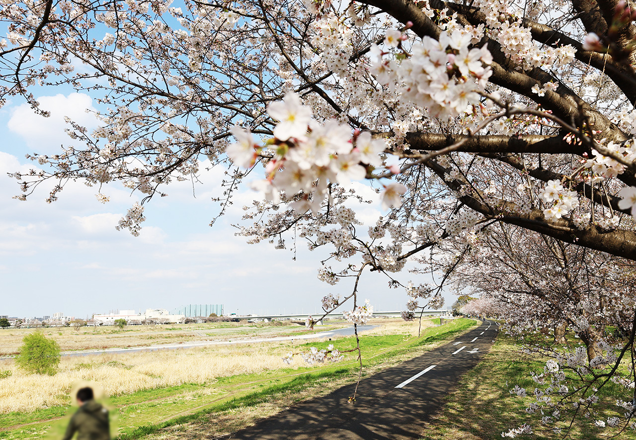 三沢川さくら回廊の桜が見頃へ！「三沢川ライトアップ」へ行ってきました！