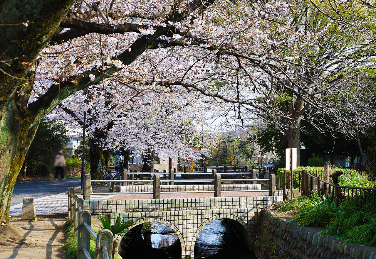 三沢川さくら回廊の桜が見頃へ！「三沢川ライトアップ」へ行ってきました！