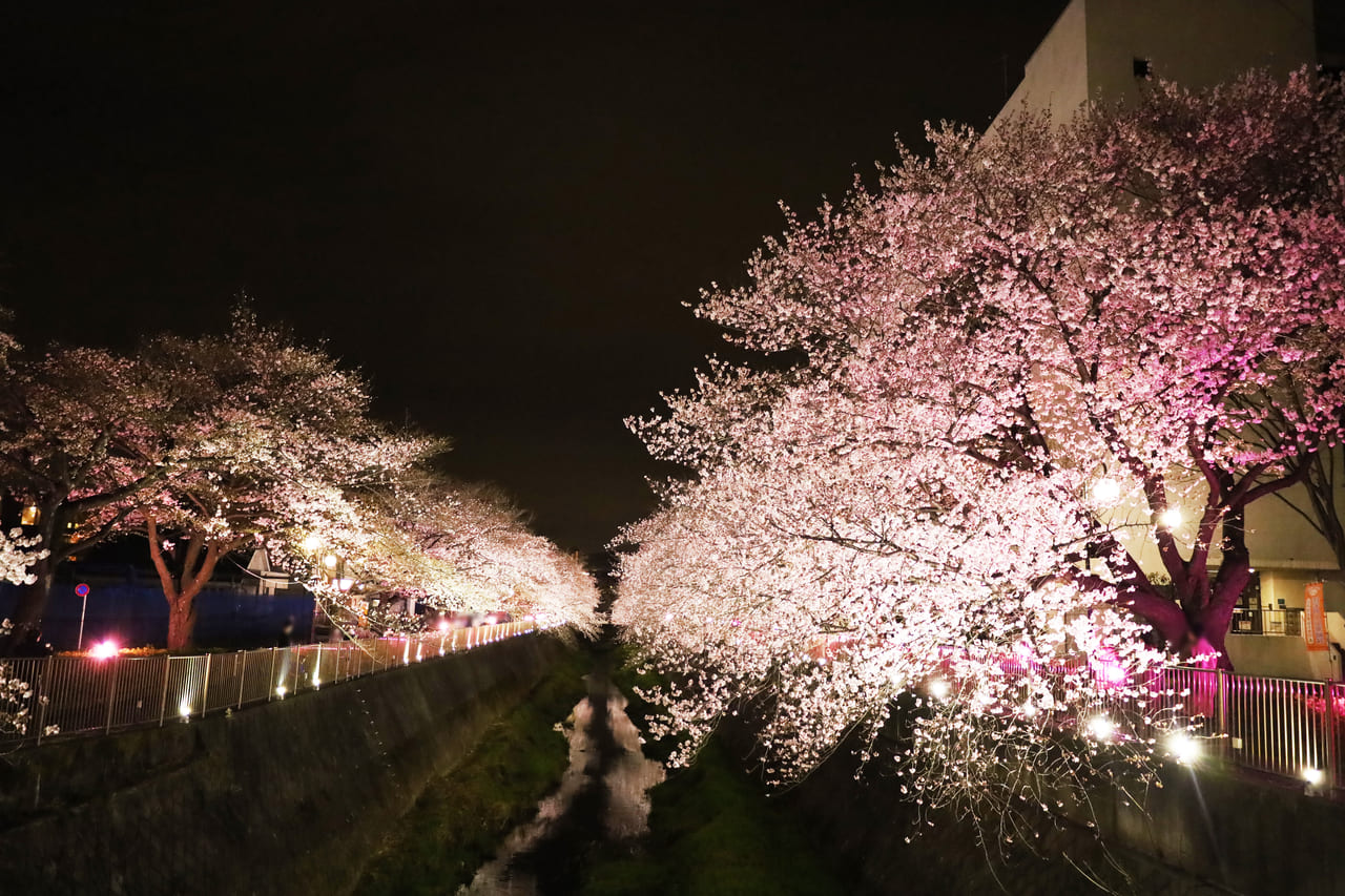 今年は桜だけじゃない！観光シンボル３カ所をピンクライトアップする「三沢川さくら回廊」いよいよ3/20から！三沢川 桜・梨の花まつりは4/1~2に開催
