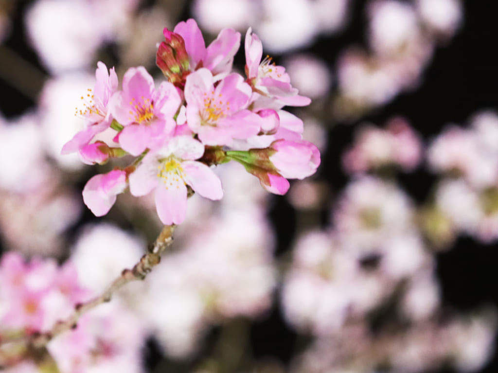 今年は桜だけじゃない！観光シンボル３カ所をピンクライトアップする「三沢川さくら回廊」いよいよ3/20から！三沢川 桜・梨の花まつりは4/1~2に開催