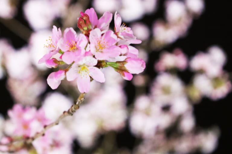 今年は桜だけじゃない！観光シンボル３カ所をピンクライトアップする「三沢川さくら回廊」いよいよ3/20から！三沢川 桜・梨の花まつりは4/1~2に開催