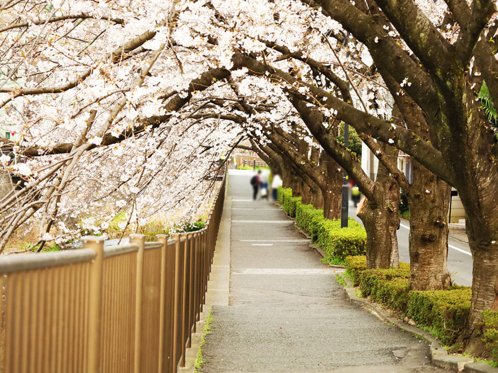 三沢川さくら回廊の桜が見頃へ！「三沢川ライトアップ」へ行ってきました！