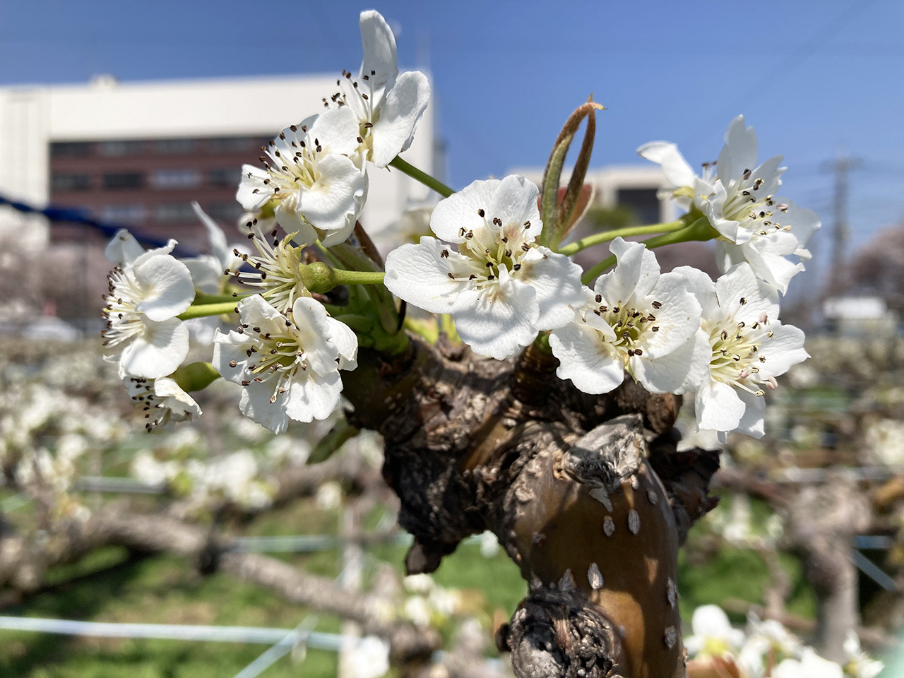 第13回 三沢川 桜・梨の花まつりの第1日目