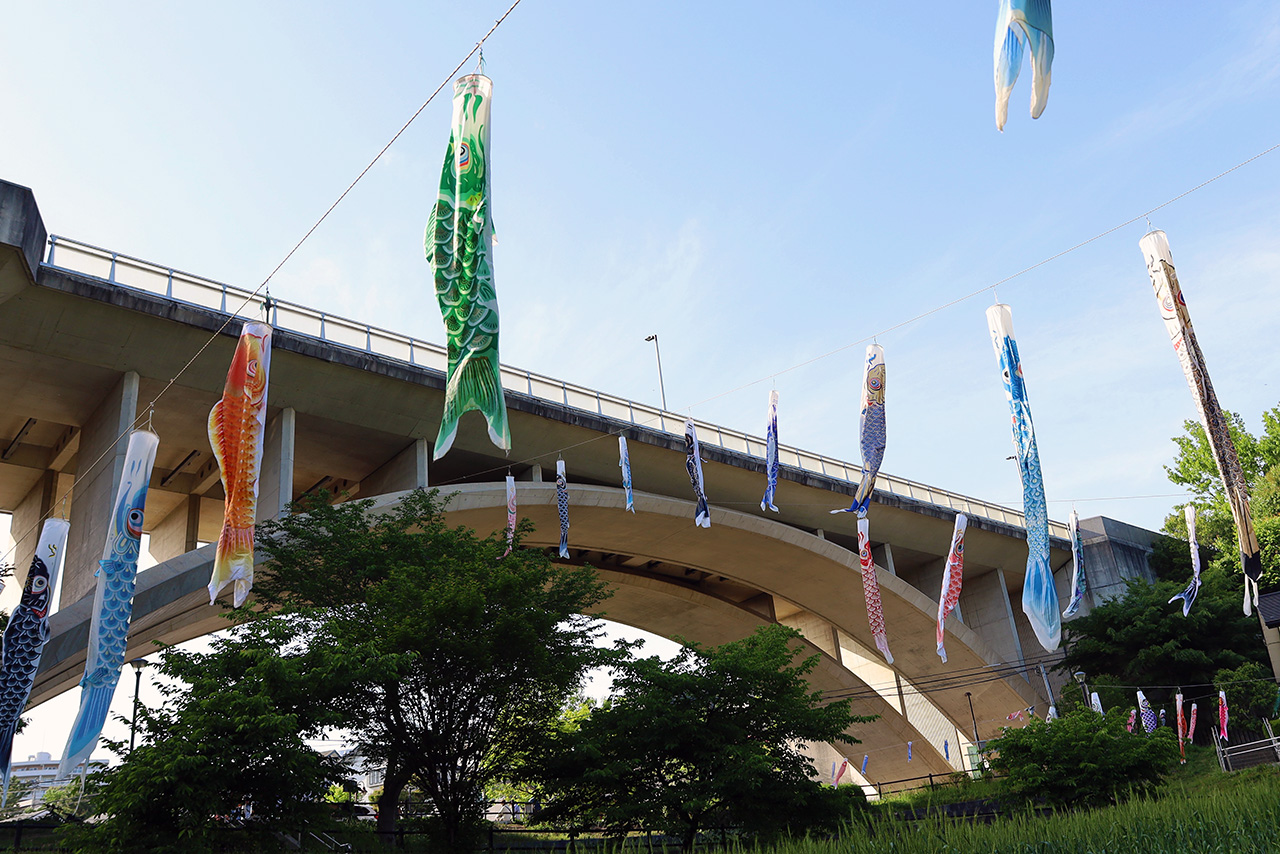 上谷戸親水公園で「鯉のぼり」が5月6日まで掲揚