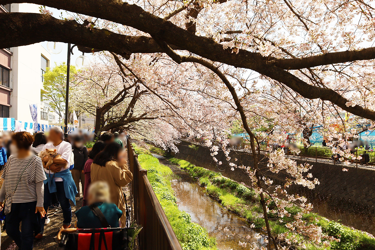 第13回 三沢川 桜・梨の花まつりの第1日目