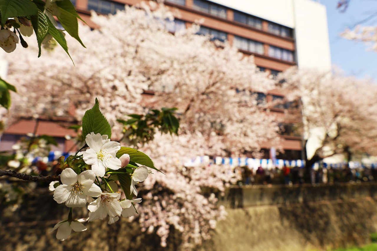 第13回 三沢川 桜・梨の花まつりの第1日目