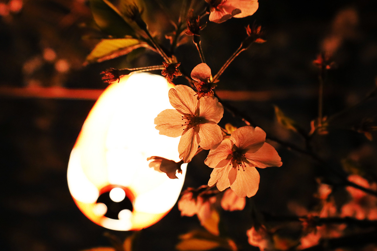 乞田川沿いの桜はそろそろラストチャンス？4/1から桜イルミネーションが始まりました！